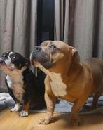 American Bully Pocket, Dieren en Toebehoren, Rabiës (hondsdolheid), Overige rassen, 8 tot 15 weken, Meerdere
