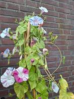 Ipomoea Mix Carnevale di Venezia, Ophalen of Verzenden, Voorjaar, Volle zon, Zaad