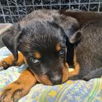 Rottweiler pup, Reu, CDV (hondenziekte), 8 tot 15 weken, Eén hond