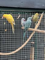 4 Halsbanden en koppel bergparkieten, Dieren en Toebehoren, Vogels | Parkieten en Papegaaien, Meerdere dieren, Parkiet