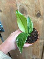 Strelitzia nicolai variegata plant albo white wit mint, Huis en Inrichting, Ophalen of Verzenden, Halfschaduw, Minder dan 100 cm