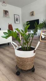 Zz plant with pot and stand, Huis en Inrichting, Kamerplanten, Ophalen