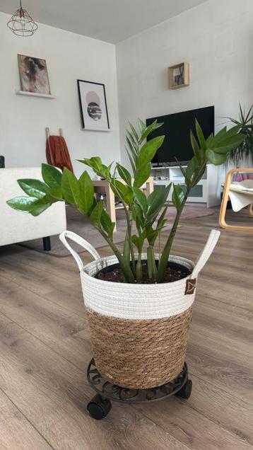Zz plant with pot and stand 