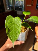 Anthurium Veitchii 1, Huis en Inrichting, Kamerplanten, Ophalen of Verzenden, Overige soorten, Minder dan 100 cm