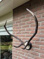 Oud Edelhert Gewei op een kunstschedel Mancave Jacht b16, Ophalen, Gebruikt, Hert, Gewei of Kop
