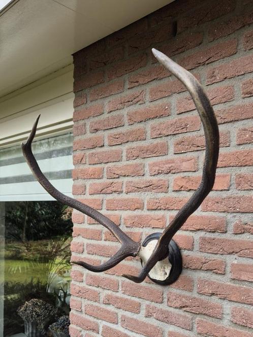 Oud Edelhert Gewei op een kunstschedel Mancave Jacht b16, Verzamelen, Dierenverzamelingen, Gebruikt, Gewei of Kop, Hert, Ophalen