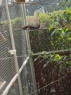 Charcoal zebravinken, Meerdere dieren, Tropenvogel