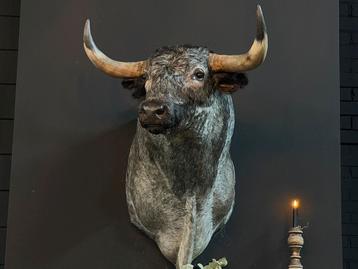 Opgezette kop Spaanse stier opgezet taxidermie nieuw beschikbaar voor biedingen