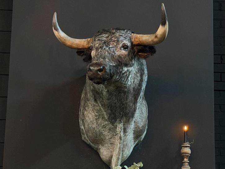 Opgezette kop Spaanse stier opgezet taxidermie nieuw, Verzamelen, Dierenverzamelingen, Nieuw, Gewei of Kop, Overige soorten, Ophalen