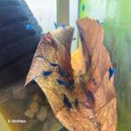 Blauwe | Blue Dream Neocaridina-garnalen, Kreeft, Krab of Garnaal, Zoetwatervis, Schoolvis