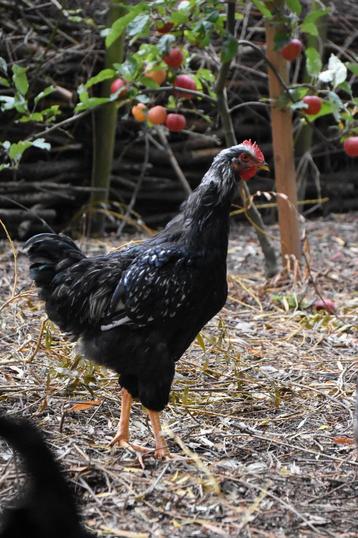 Barnevelder haan groot dubbelgezoomd beschikbaar voor biedingen