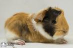 Choco buff witte peruvian cavia, Dieren en Toebehoren, Knaagdieren, Cavia, Mannelijk, December, Tam