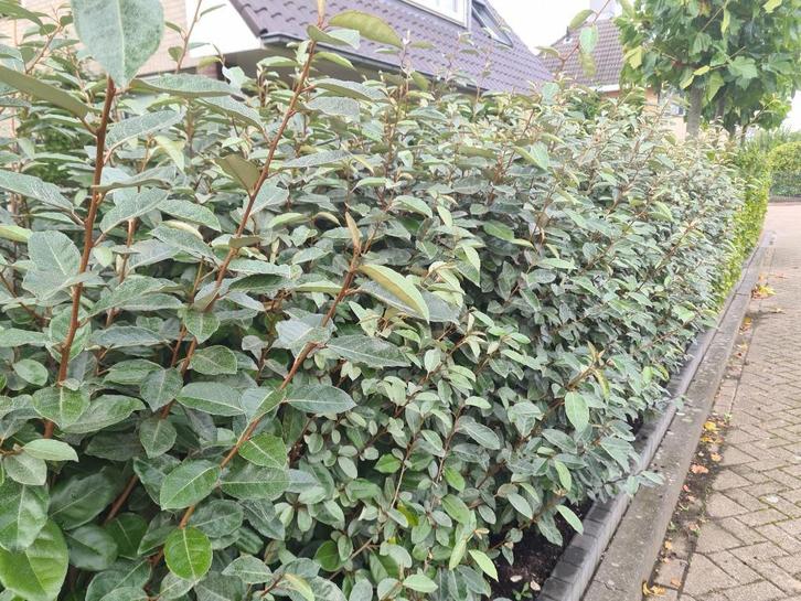 Olijfwilg haagplanten in alle soorten en maten, Tuin en Terras, Planten | Struiken en Hagen, Haag, Overige soorten, 100 tot 250 cm