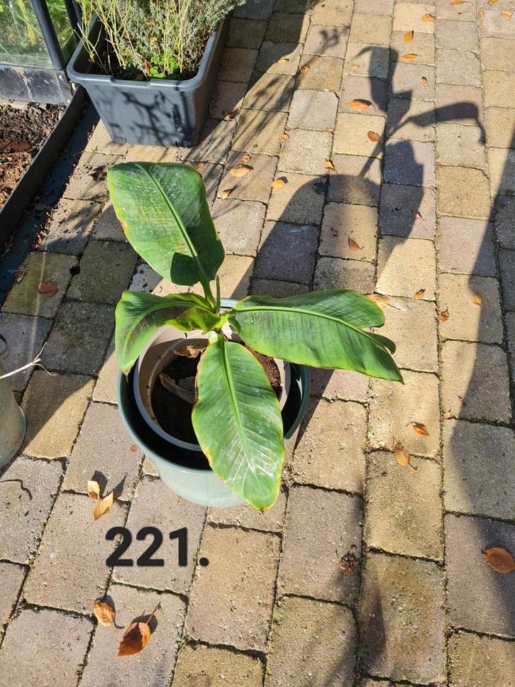 Musa dwarf cavendish, bananenplant, 50 cm hoog, Huis en Inrichting, Kamerplanten, Minder dan 100 cm, Halfschaduw, Ophalen of Verzenden