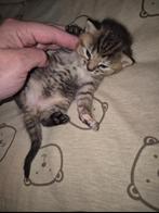 Ragdoll X maine coon kittens, Meerdere dieren