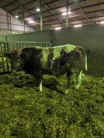 1 rode dikbil dekstier, Dieren en Toebehoren, Mannelijk, 0 tot 2 jaar