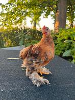 Cochin kriel kuiken, Dieren en Toebehoren, Pluimvee, Geslacht onbekend, Kip