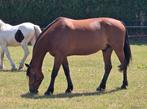 Recreatiepaard betuigd en bereden, Dieren en Toebehoren, Paarden, B, Ruin, 160 tot 165 cm, 11 jaar of ouder