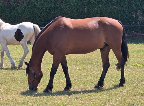 Recreatiepaard betuigd en bereden, Dieren en Toebehoren, Paarden, Ruin, B, 160 tot 165 cm, 11 jaar of ouder, Recreatiepaard, Met stamboom