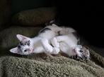 2 Lieve, leuke, speelse, nieuwsgierige mannetjes kittens, Dieren en Toebehoren, Katten en Kittens | Overige Katten, Kater, Kortharig