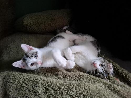2 Lieve, leuke, speelse, nieuwsgierige mannetjes kittens, Dieren en Toebehoren, Katten en Kittens | Overige Katten, Kortharig