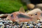 Bronzen pantsermeerval / Corydoras Aeneus, Vis, Zoetwatervis
