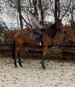 Mega brave allround merrie, Dieren en Toebehoren, Paarden, Merrie, B, 7 tot 10 jaar, 160 tot 165 cm