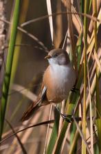 Jonge baardmannetjes poppen, Vrouwelijk, Tropenvogel, Geringd