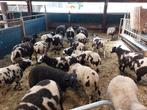 Ooilammeren, Dieren en Toebehoren, Schapen, Geiten en Varkens, Meerdere dieren, Schaap