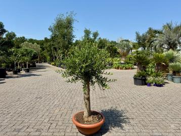 Olijfboom (Olea europaea) 30/40 cm stamomtrek - decoschaal beschikbaar voor biedingen