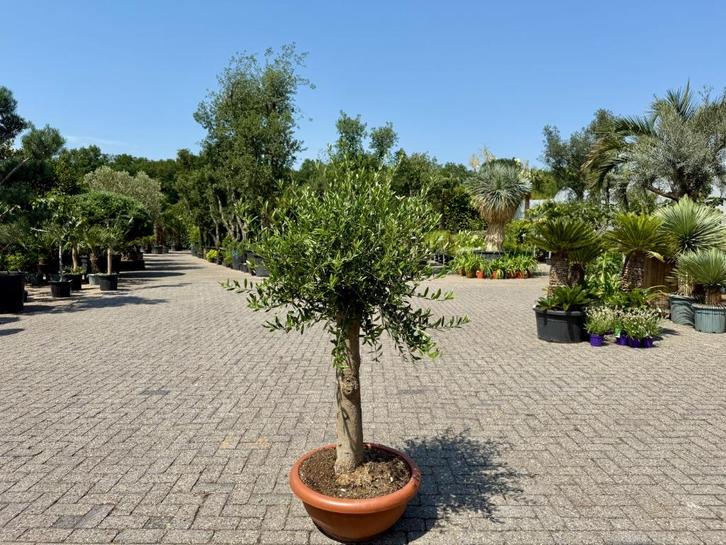 Olijfboom (Olea europaea) 30/40 cm stamomtrek - decoschaal, Tuin en Terras, Planten | Bomen, Olijfboom, 100 tot 250 cm, Volle zon