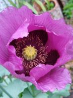 Zaad roze papaver eenjarig, Ophalen of Verzenden, Voorjaar, Volle zon, Zaad