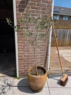 Olijfboom, Tuin en Terras, Planten | Bomen, Ophalen, Volle zon, Olijfboom, 100 tot 250 cm