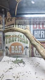 Eitjes Indische wandelende tak, Dieren en Toebehoren, Insecten en Spinnen, Wandelende tak