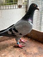 Verkerk doffer, Dieren en Toebehoren, Vogels | Duiven, Mannelijk