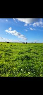 Weide gezocht, Dieren en Toebehoren, Weidegang