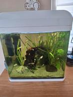 Aquarium met guppies alles erop en eraan, Ophalen, Zo goed als nieuw, Gevuld zoetwateraquarium
