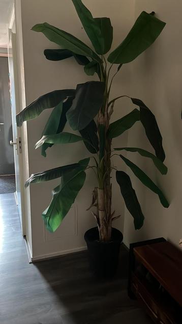 Bananenplant levensecht 210 cm beschikbaar voor biedingen