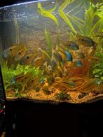 Cichlasoma nicaraguensis, Dieren en Toebehoren, Vissen | Aquariumvissen, Vis