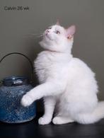 Twee cinnamon bicolor katertjes met stamboom, Dieren en Toebehoren, Kater, Met stamboom