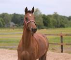 Mooie 5 jarige E pony merrie, Dieren en Toebehoren, Paarden, Merrie, Minder dan 160 cm, 3 tot 6 jaar, Onbeleerd