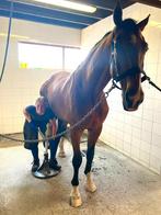 Bekapper/ hoefsmid aangeboden, Diensten en Vakmensen, Dieren | Paarden | Verzorging, Oppas en Les