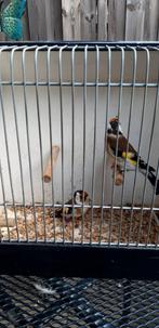 Te koop mooi twee mannen putter ring 2025, Dieren en Toebehoren, Vogels | Kanaries, Mannelijk, Bastaard