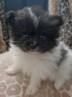 Super  kleine mini pomeriaan pup ,mag weg, Dieren en Toebehoren, Honden | Poolhonden, Keeshonden en Oertypen, Keeshond, 8 tot 15 weken