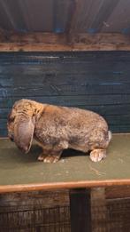 Franse hangoren, Dieren en Toebehoren, Konijnen, Meerdere dieren, Groot