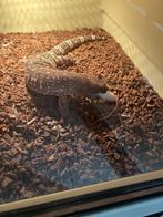 0.1 Heloderma Exasperatum, Dieren en Toebehoren, Reptielen en Amfibieën, Hagedis, Tam, 3 tot 6 jaar