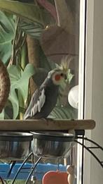 Vermist, Dieren en Toebehoren, Vogels | Parkieten en Papegaaien, Mannelijk, Parkiet, Tam