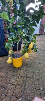 Citrus lemon citroen plant met gele vruchten., Overige soorten, Volle zon, Ophalen, 100 tot 250 cm