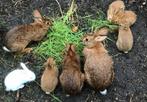 5 jonge raszuivere Belgische hazen, Dieren en Toebehoren, Konijnen, Meerdere dieren, Groot, 0 tot 2 jaar