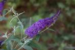 Vlinderstruik bloeit paars, Tuin en Terras, Planten | Struiken en Hagen, Ophalen, Vlinderstruik, Struik, 100 tot 250 cm